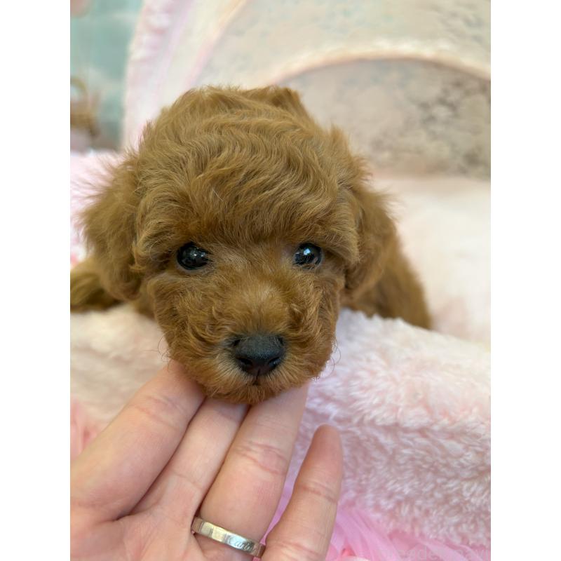 販売中の静岡県のミックス犬-410540の3枚目